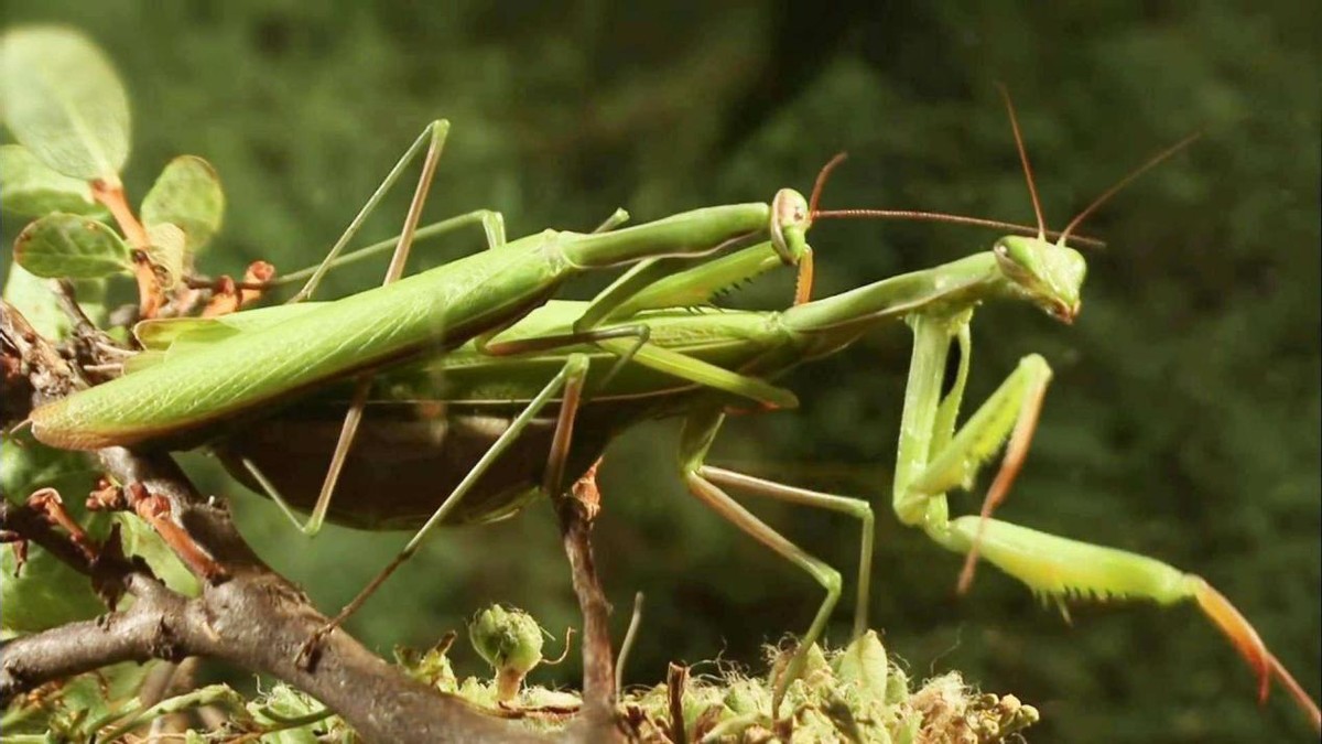 世界上最残酷的动物捕食,世界上最凶残的昆虫有哪些