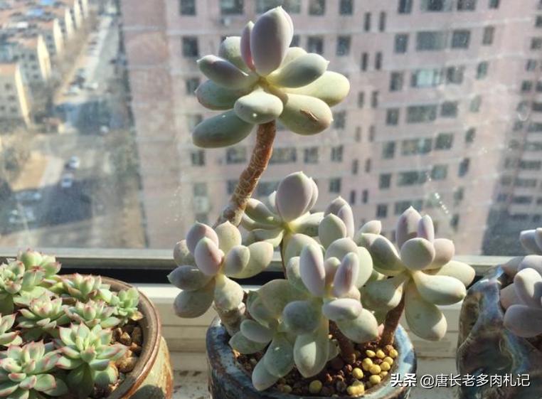 多肉稻田姬，之前常拿来冒充三日月美人，但一个明显特征出卖了它