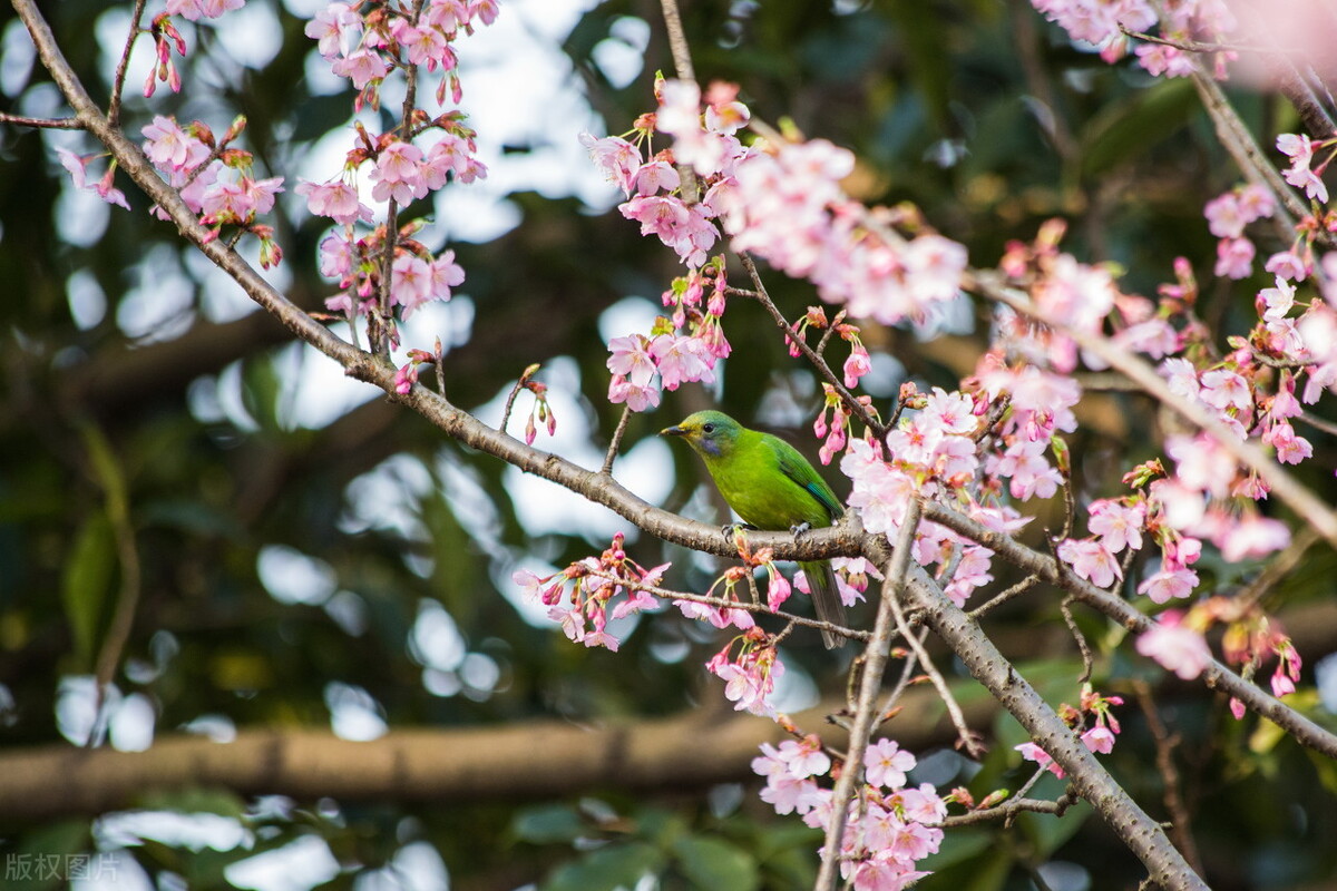 人间四月芳菲尽只是桃花始盛开,人间四月芳菲尽山寺花草始盛开