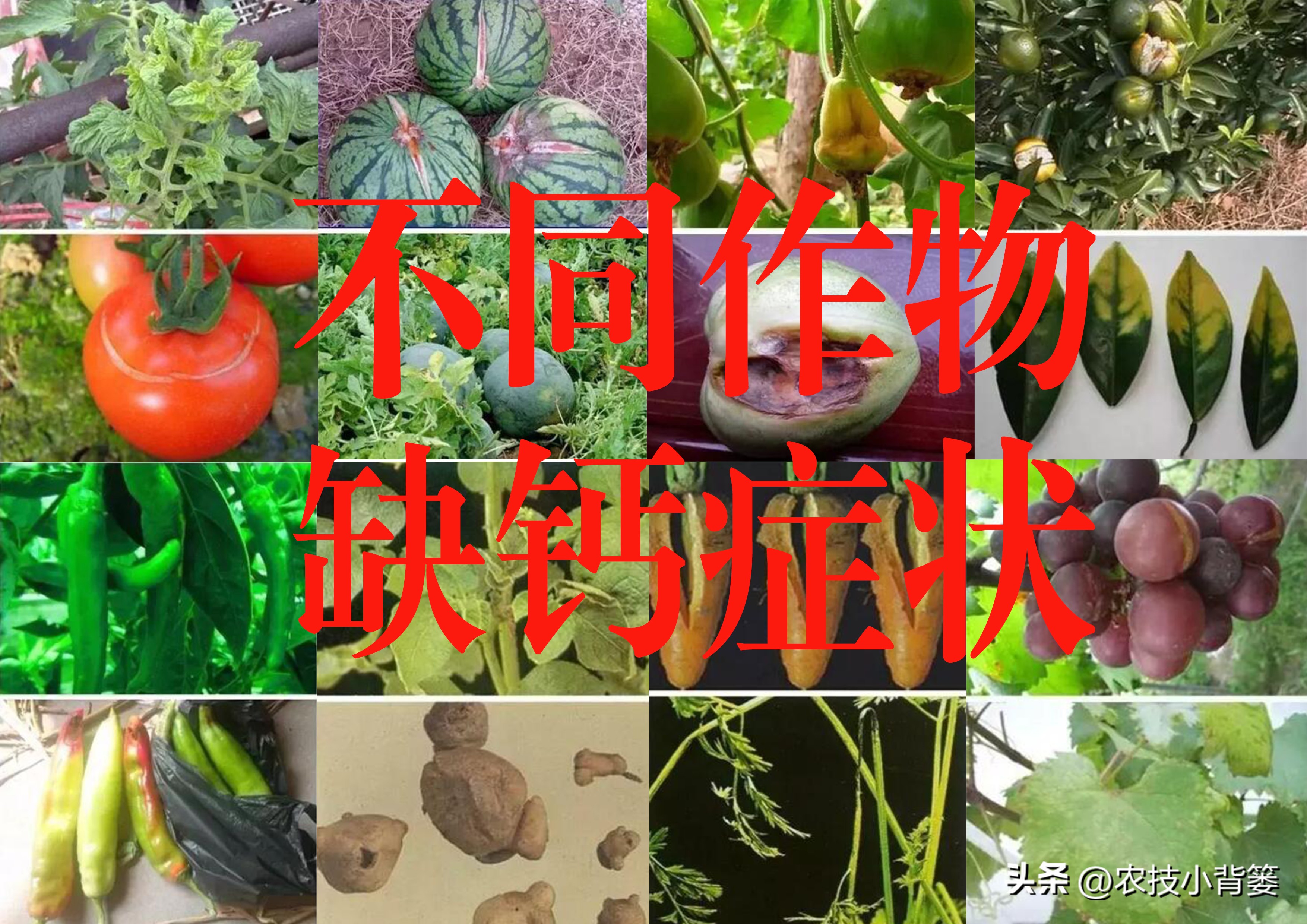 农作物缺钙补充什么肥料,为什么钙肥补了问题还是很多