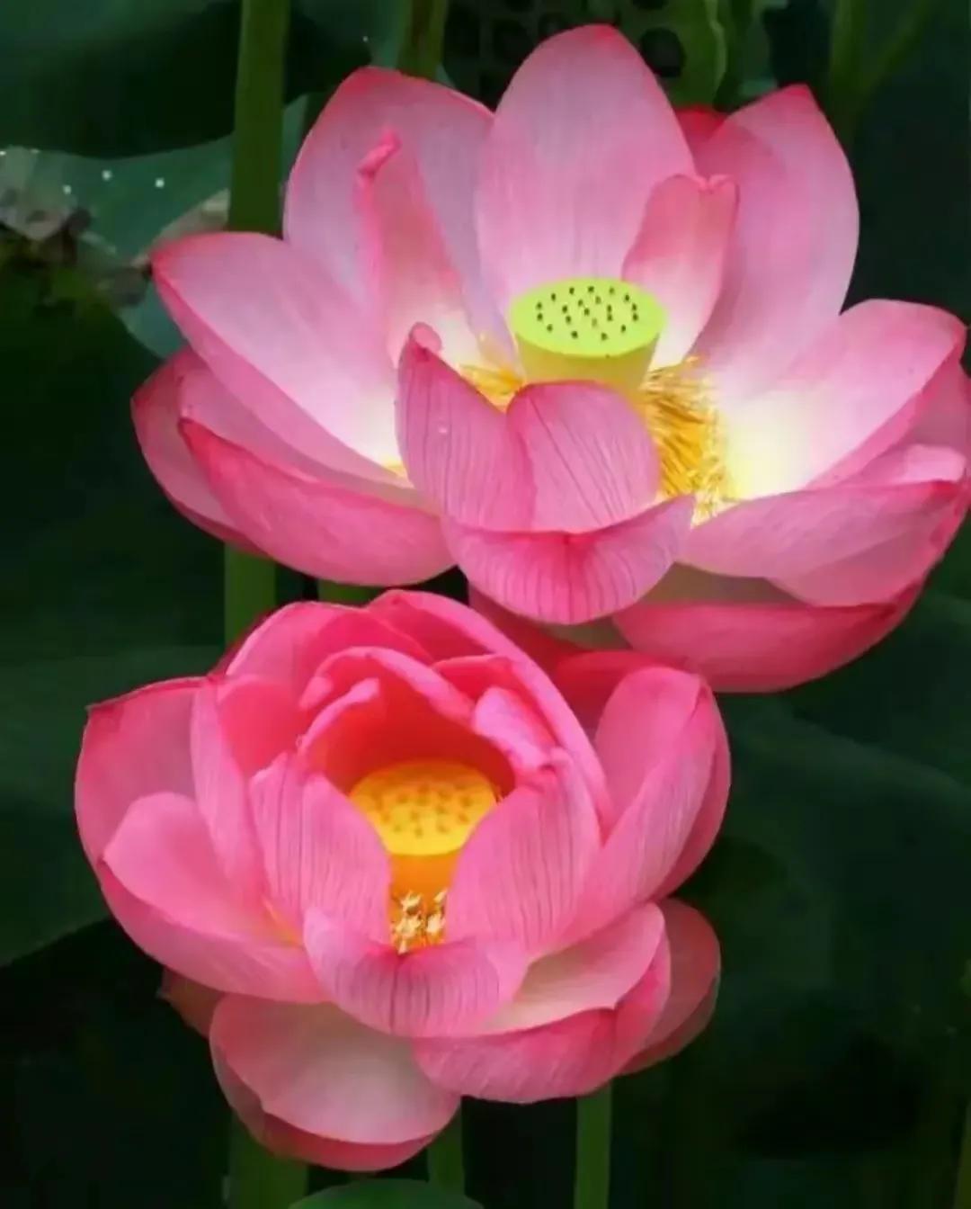 濯清涟而不妖说的是荷花还是莲花,濯清涟而不妖的荷花名句