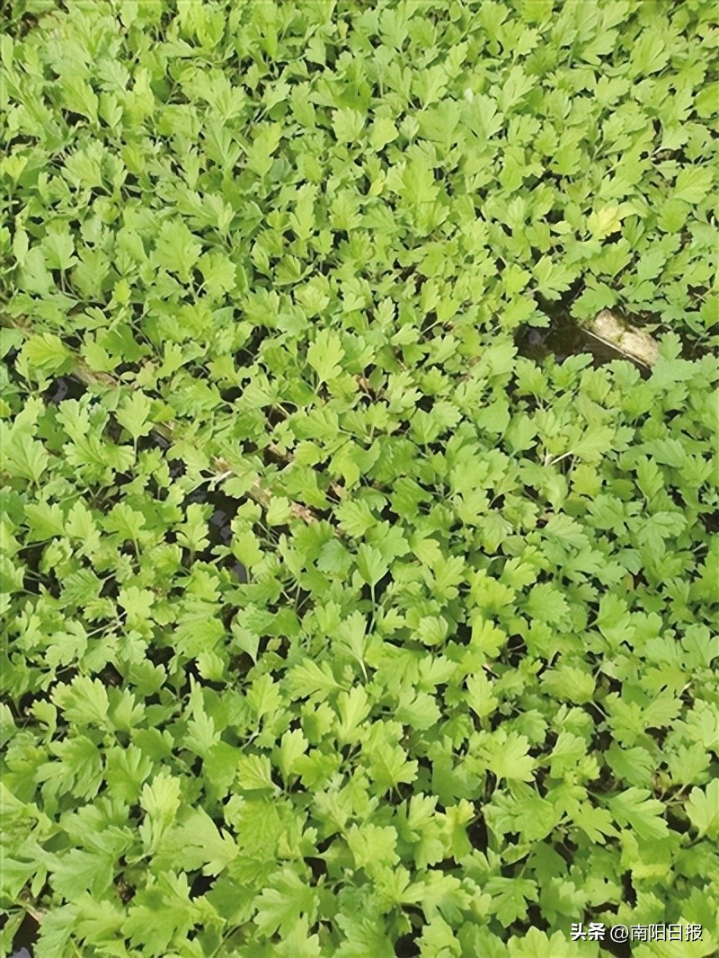 河南南阳艾草品牌,南阳绿莹艾草制品加盟