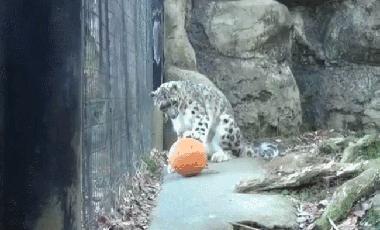 100件养猫好物,十元左右养猫好物分享