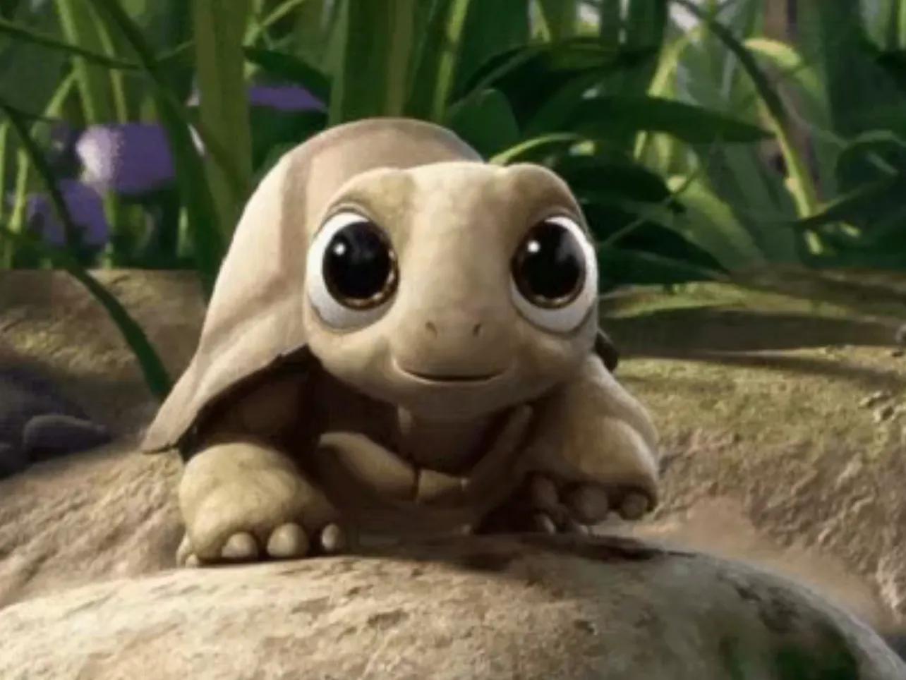 乌龟脱壳的注意事项,乌龟脱壳时会张嘴呼吸不吃东西吗