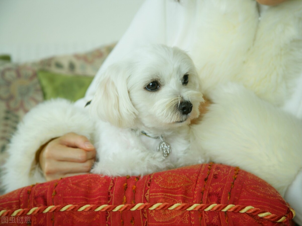 狗狗来姨妈吃什么,狗狗也有姨妈吗