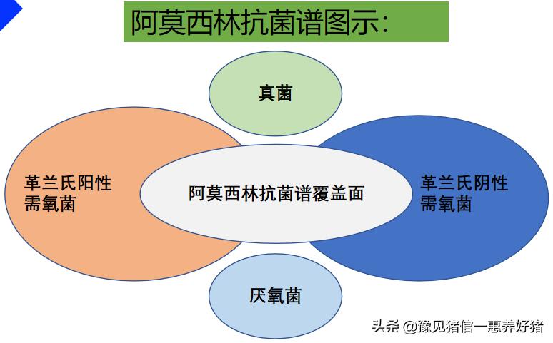 兽医抗菌药有哪几种,兽医微生物图谱