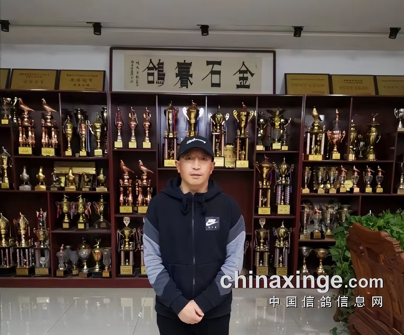 三年赢得百辆奖车职业赛场大显神威金石赛鸽团队