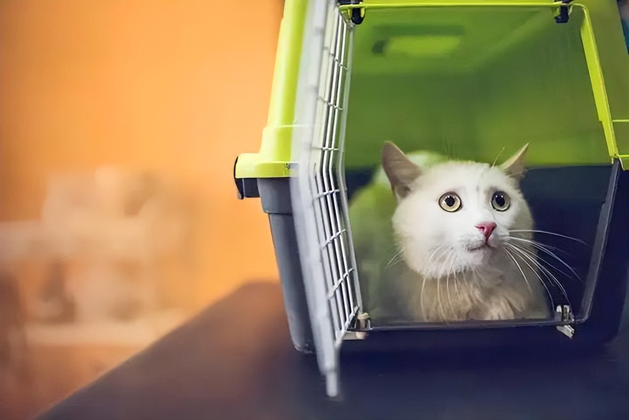 内向的猫咪养得熟吗,性格内向害怕暴力猫咪