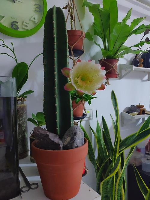 十大养不死的大型花,十大室外最好养活的花高大