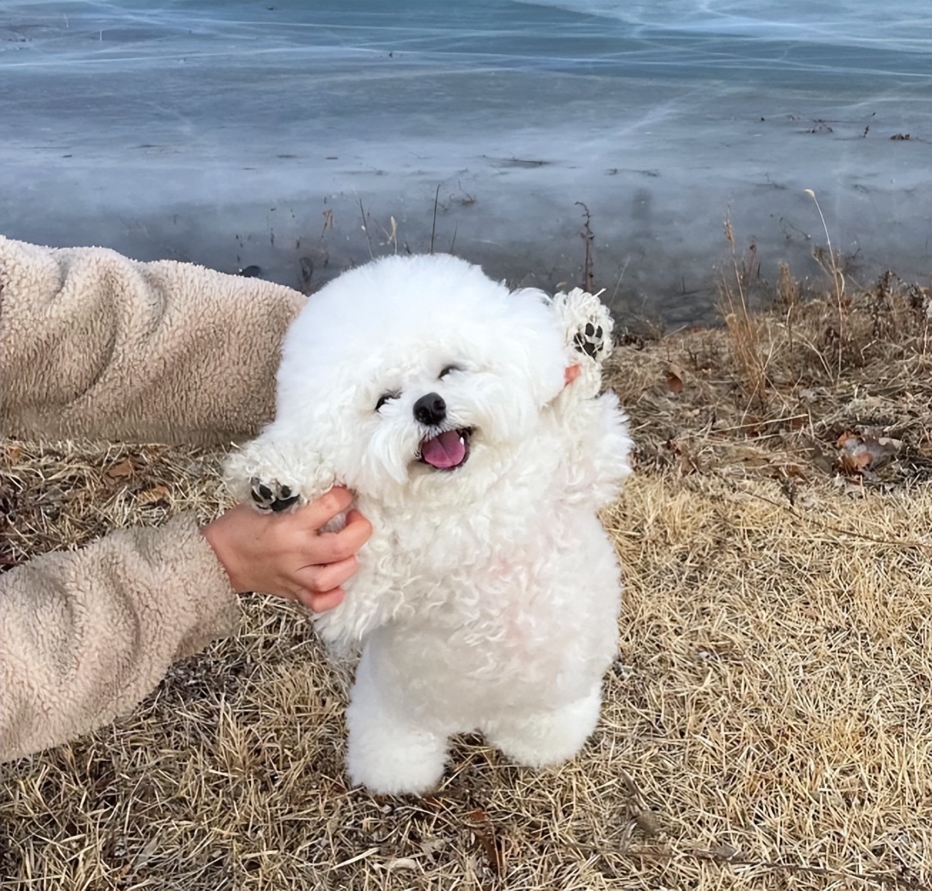 5种禁养的宠物,五种禁养犬