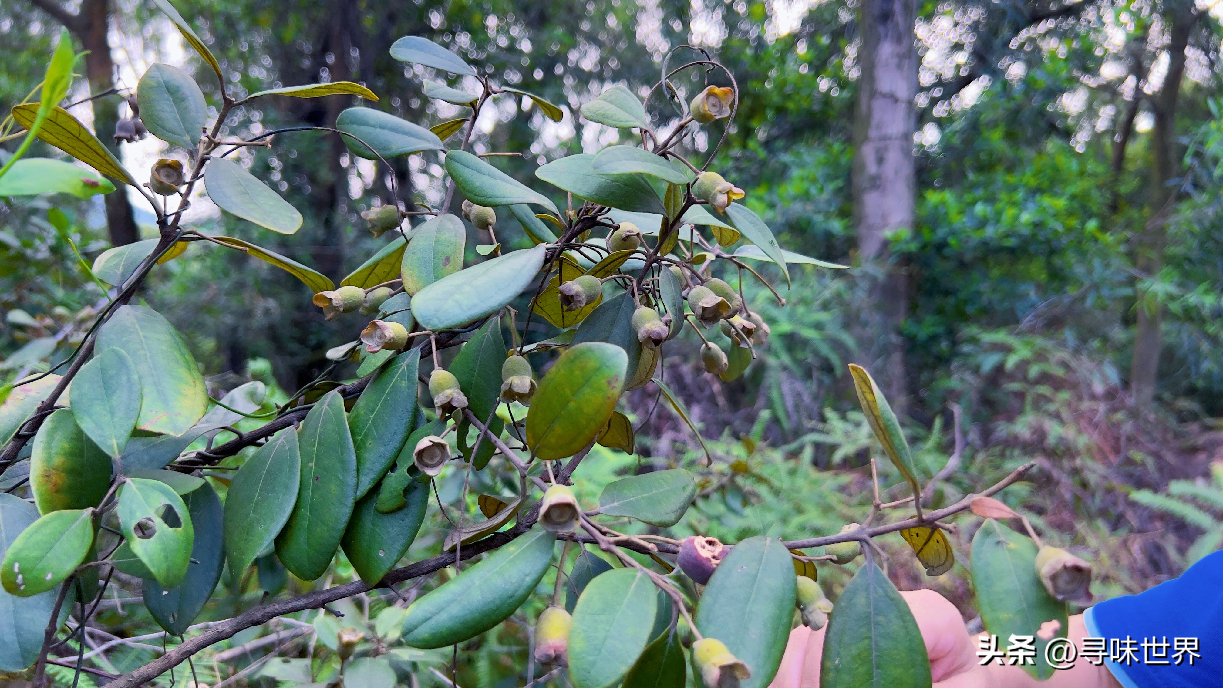 桃金娘酒制作,稔子酒标准配方及做法
