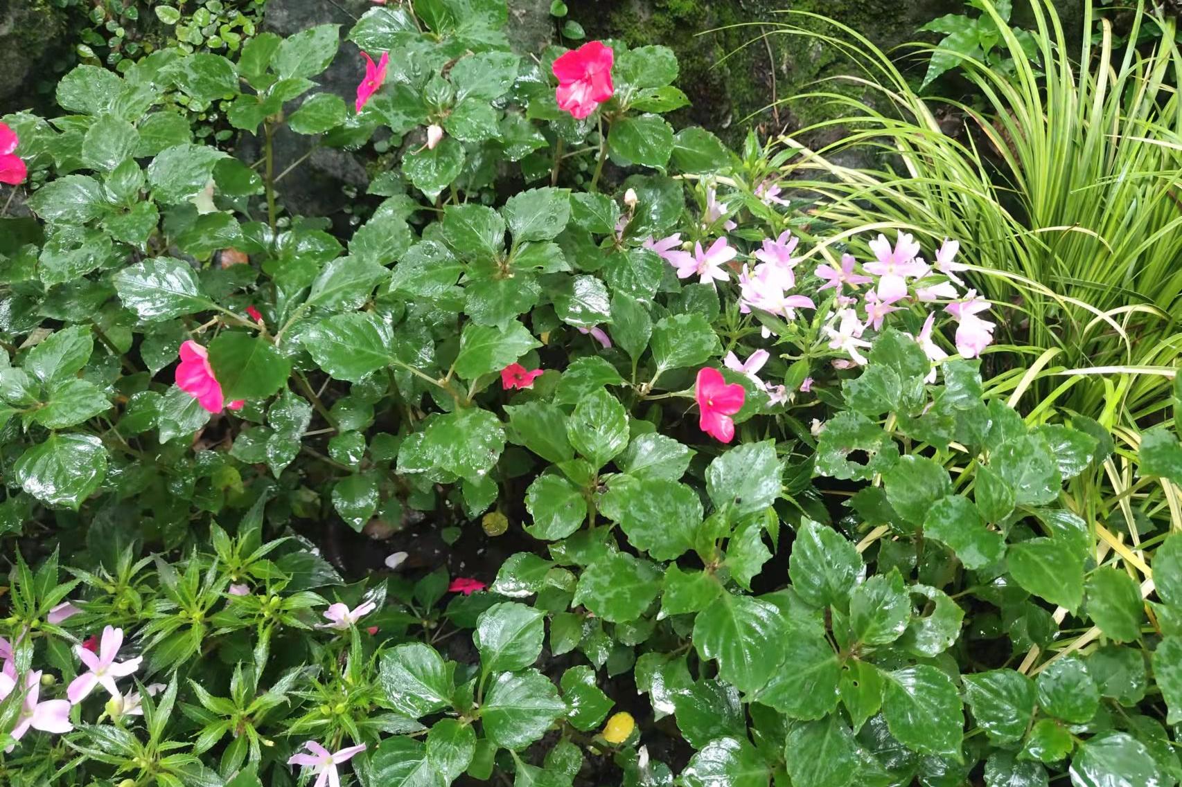 狗狗生产过程中喂食没事吧,狗狗月子能喝蜂蜜水吗