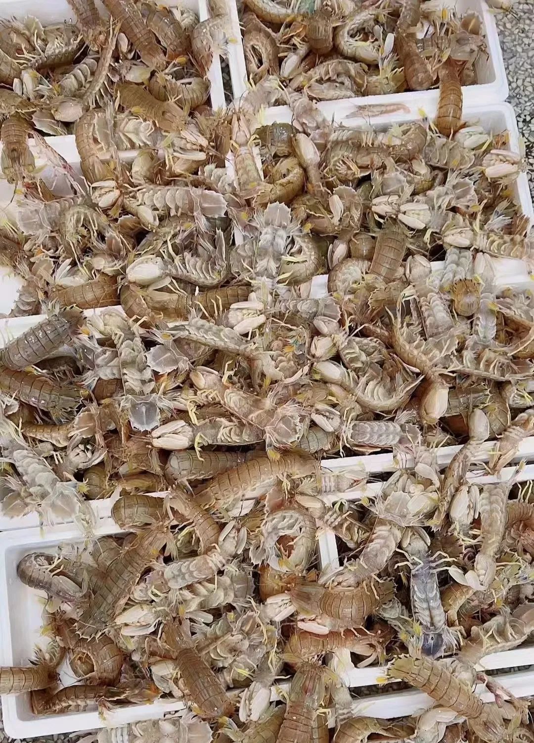 大连吃虾爬子吗,大连本地虾爬子