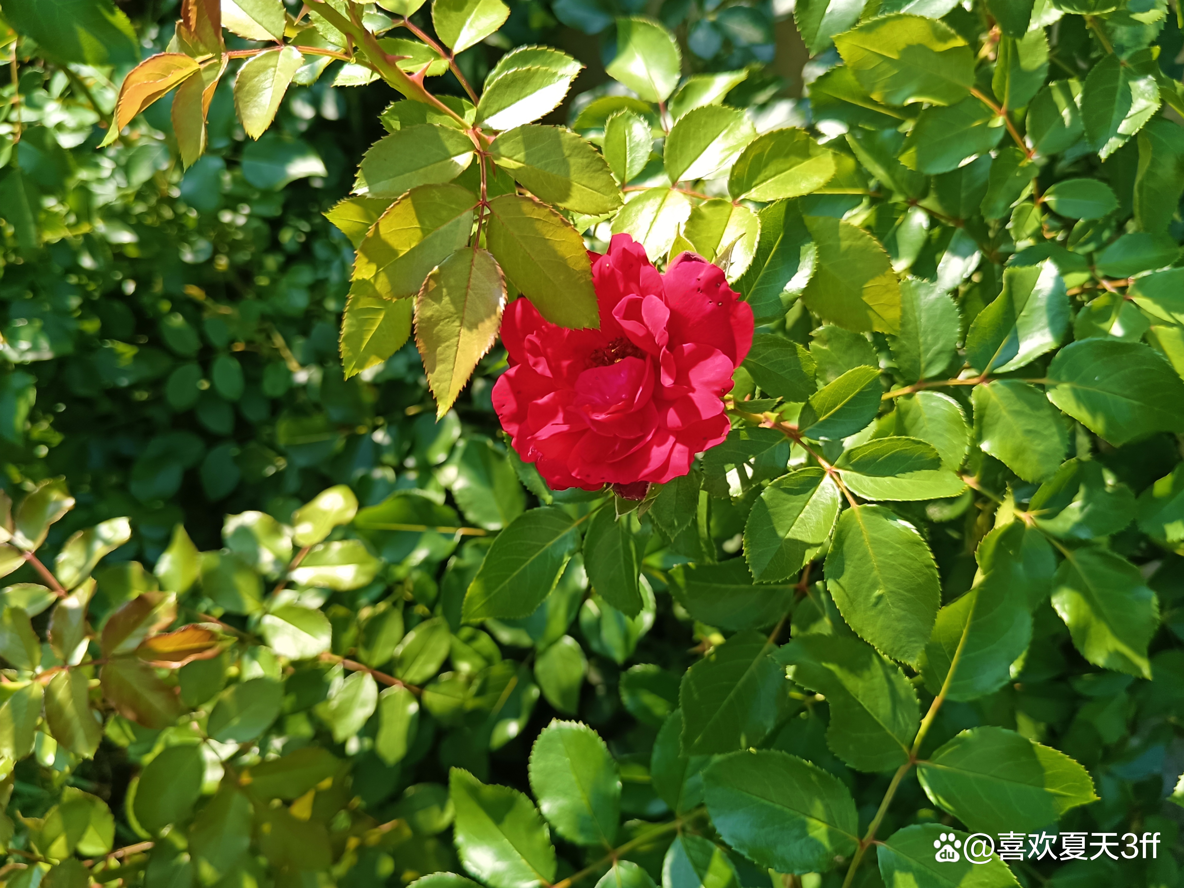 初秋时节鲜花盛开姹紫嫣红,花开初夏花香四溢