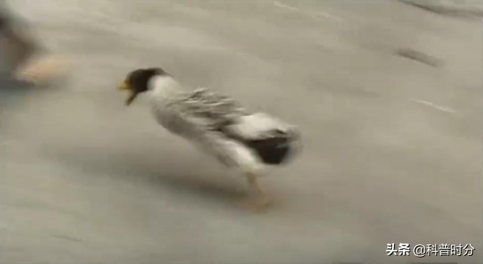 13年广西发现神奇鸭子，只给美女按摩能懂人话，禁提“煲汤”二字