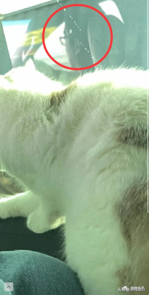 网红张大奕官宣订婚对象是谁,跟张大奕找对象的是谁