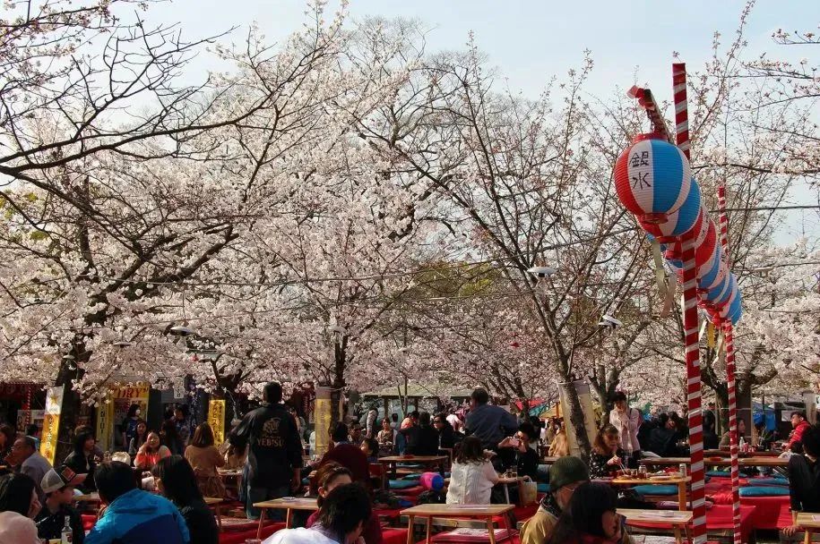 2023日本樱花什么时候开花,2023年日本樱花开放预测