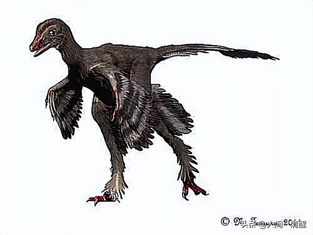 有羽毛的恐龙化石是什么样子的,有羽毛的恐龙的化石的样子