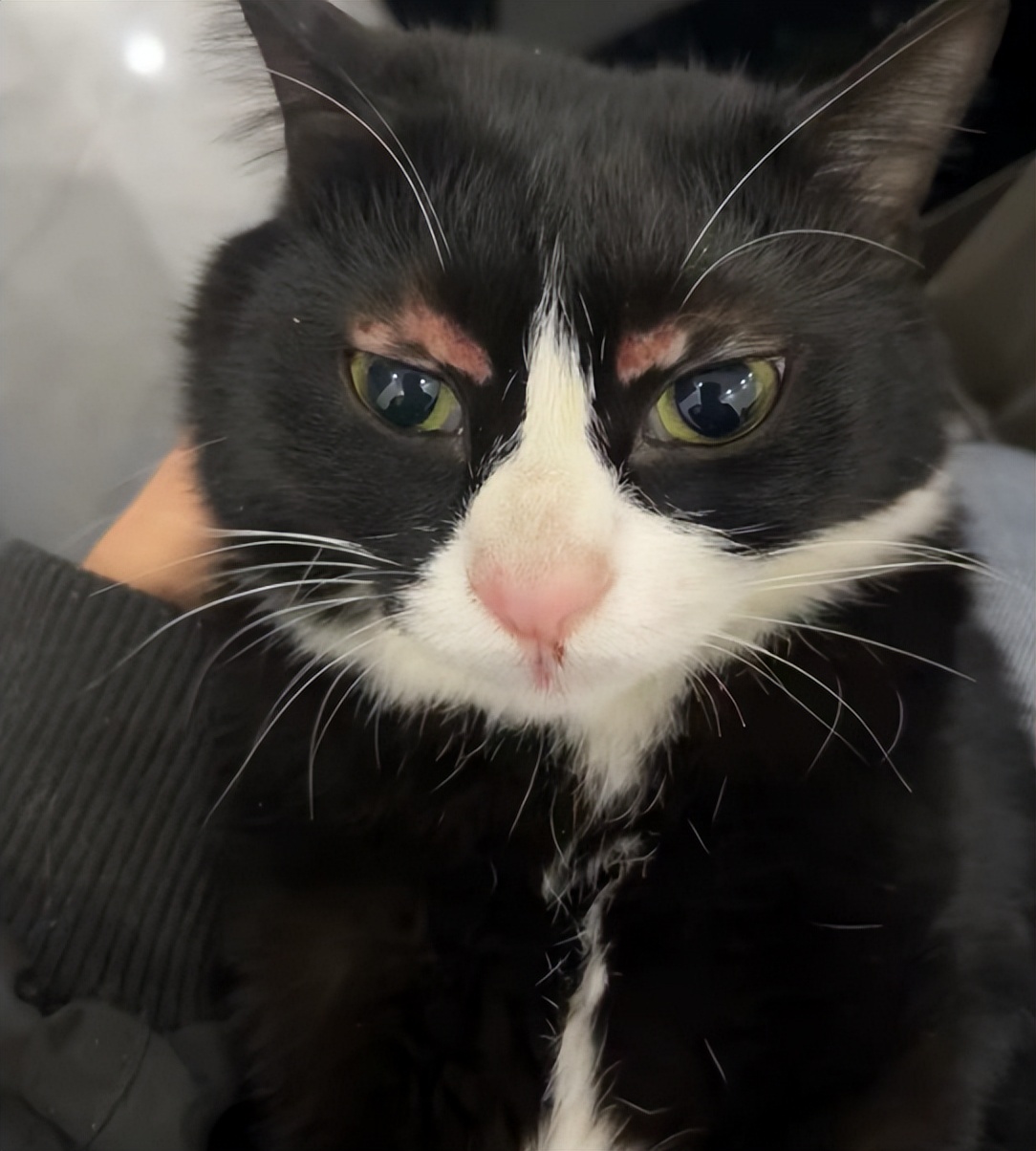 猫咪外出回来总是小心翼翼的,猫咪出走三个月后回来大变样