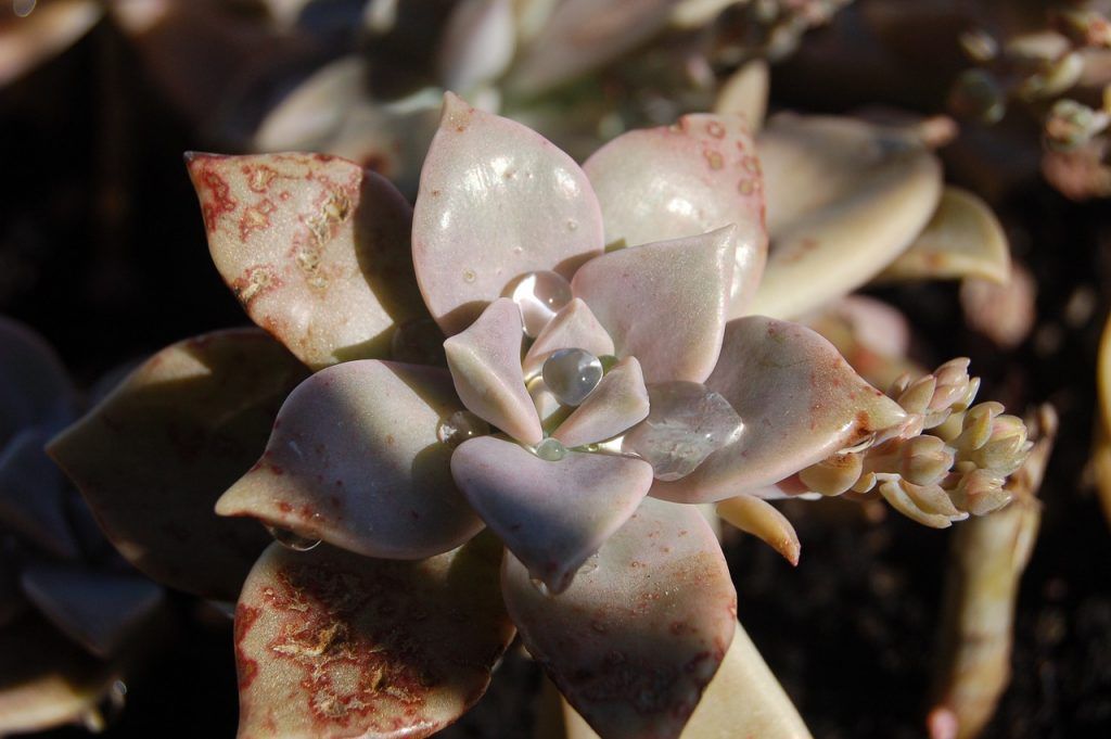 四黑监管怎么办,四黑四害怎么解决