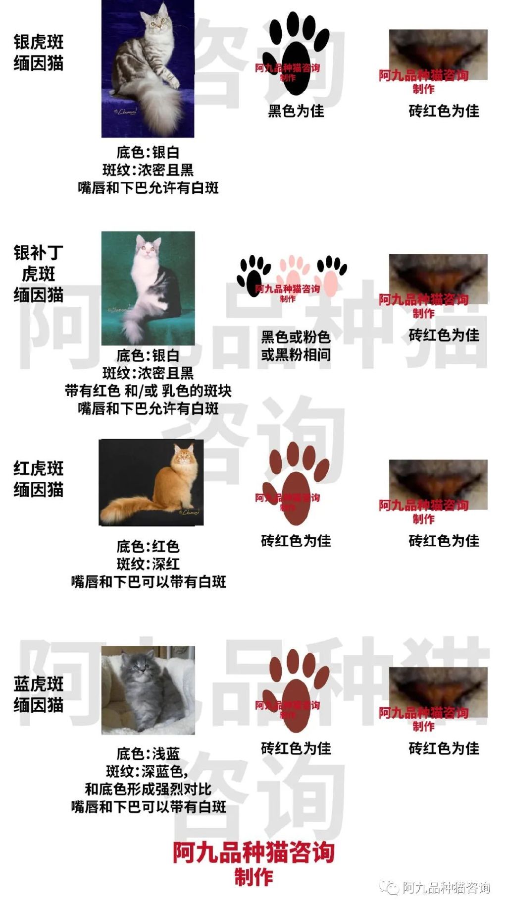 缅因猫品种标准图解，缅因猫怎么分辨好坏，缅因猫怎么分辨颜色