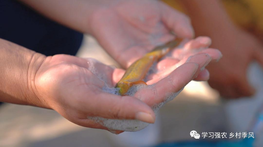 建筑老板养泥鳅，跻身“农民合作社500强”