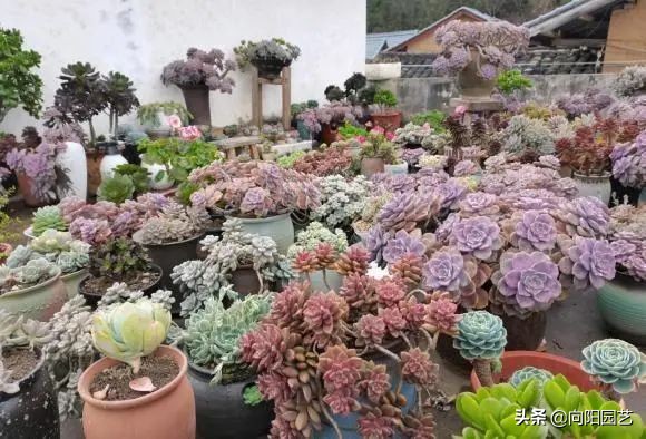 多肉什么季节买便宜,多肉什么季节买才最好