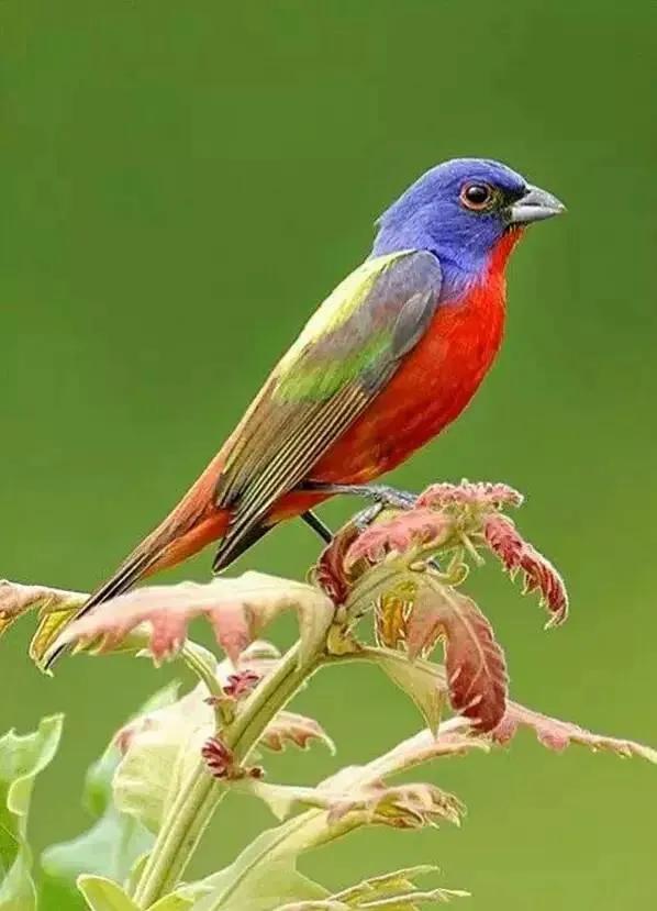 最美罕见的小鸟,全世界最罕见的小鸟