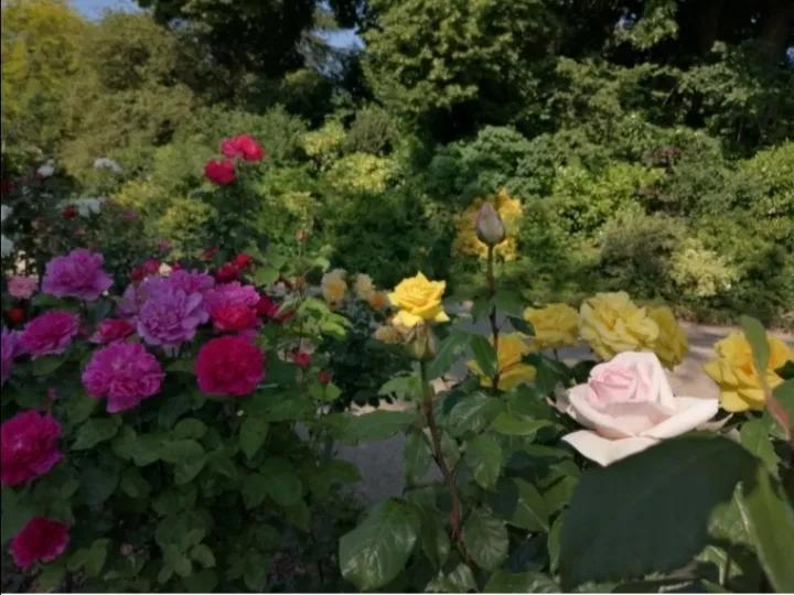 法国玫瑰花园,法国玫瑰花香沐浴露正品