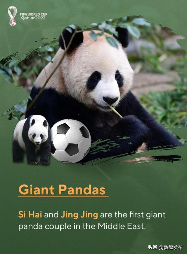 这届世界杯含“中”量有点高！从大熊猫到中国制造，能去的都去了！