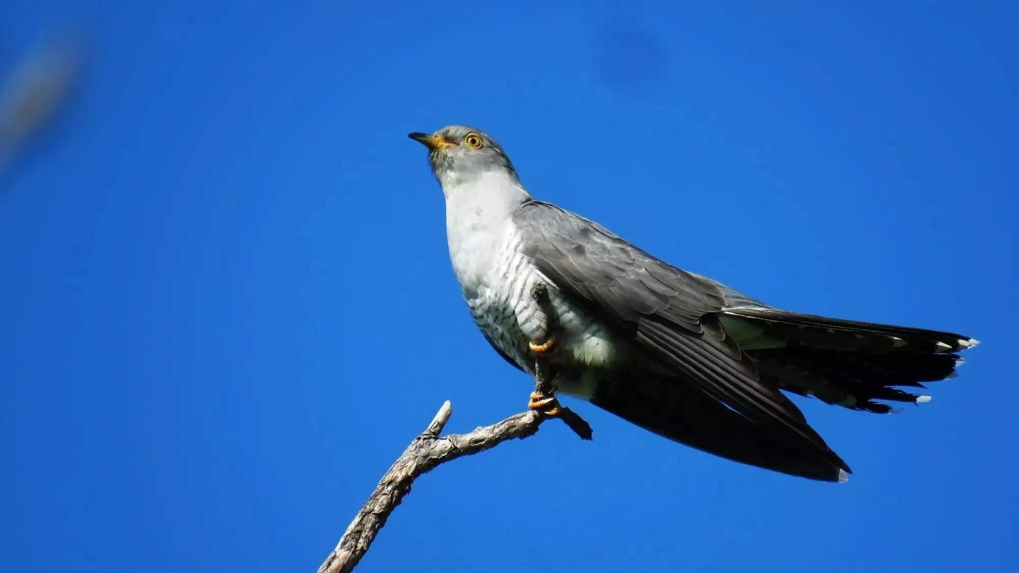 谷雨节气的含义是什么,谷雨节气介绍