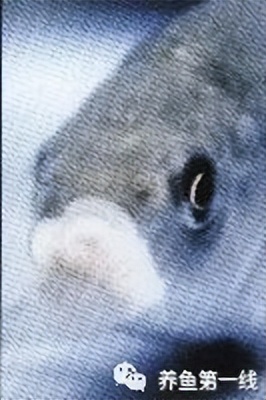 水生生物大盘点,水生生物多图排版