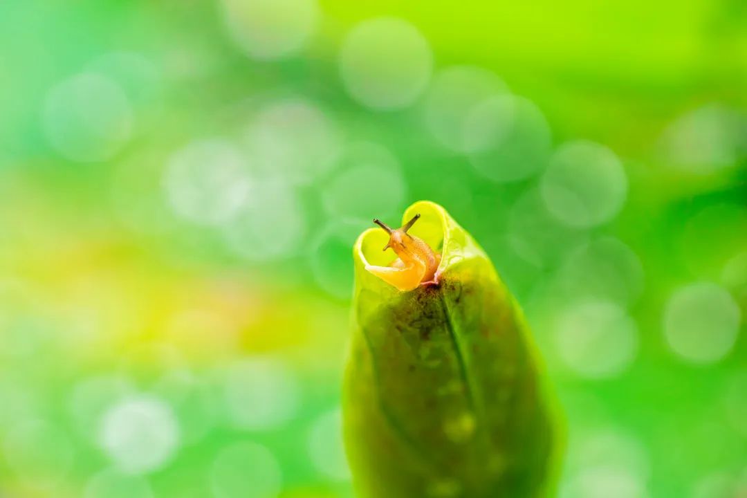 摄影师顾光辉：把爱好变成技能，摄影需要一种执着