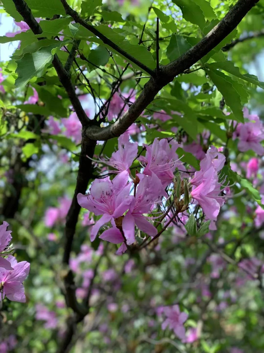 精美视频分享的美拍,分享手机相册里的美拍