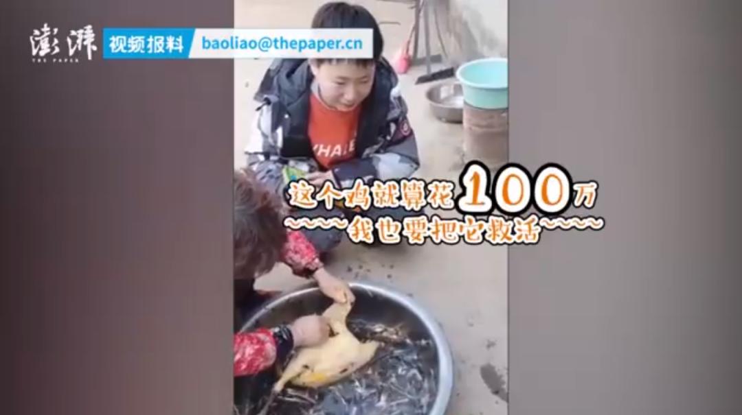 把孩子宠物煮熟来吃，还拍短视频博眼球？这种流量密码不要也罢