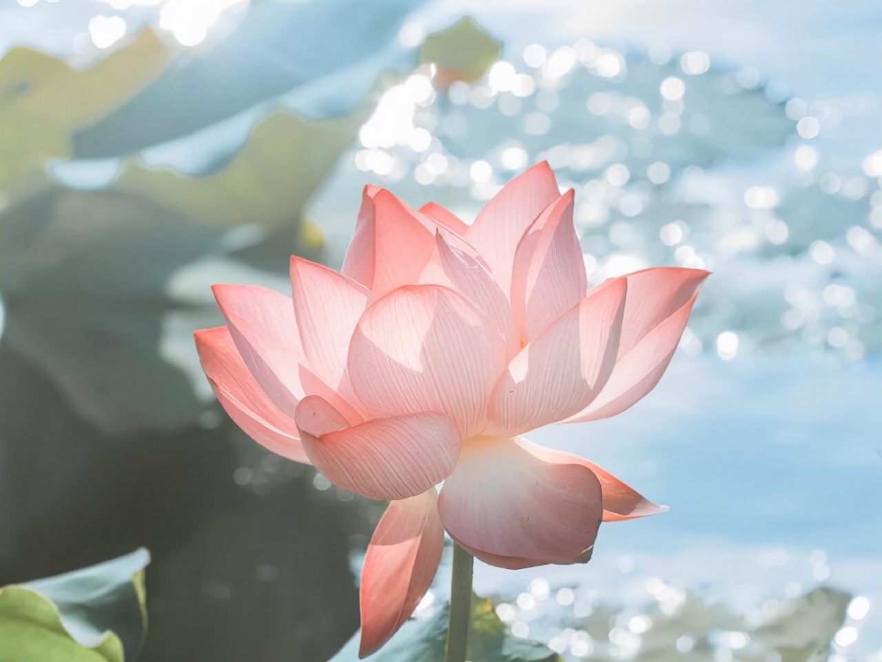 白羊座性格优势及弱点分析,白羊座优点大集合