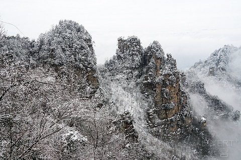 飞雪迎春山花烂漫,飞雪迎春绽玉蕊