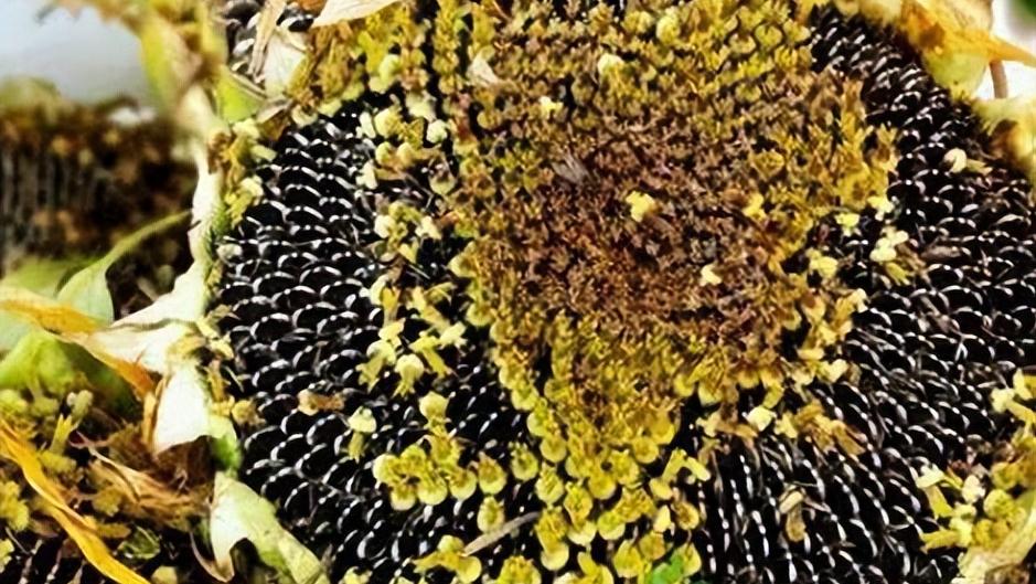 通过对向日葵中重金属含量的研究,进一步了解其种子发芽的特性