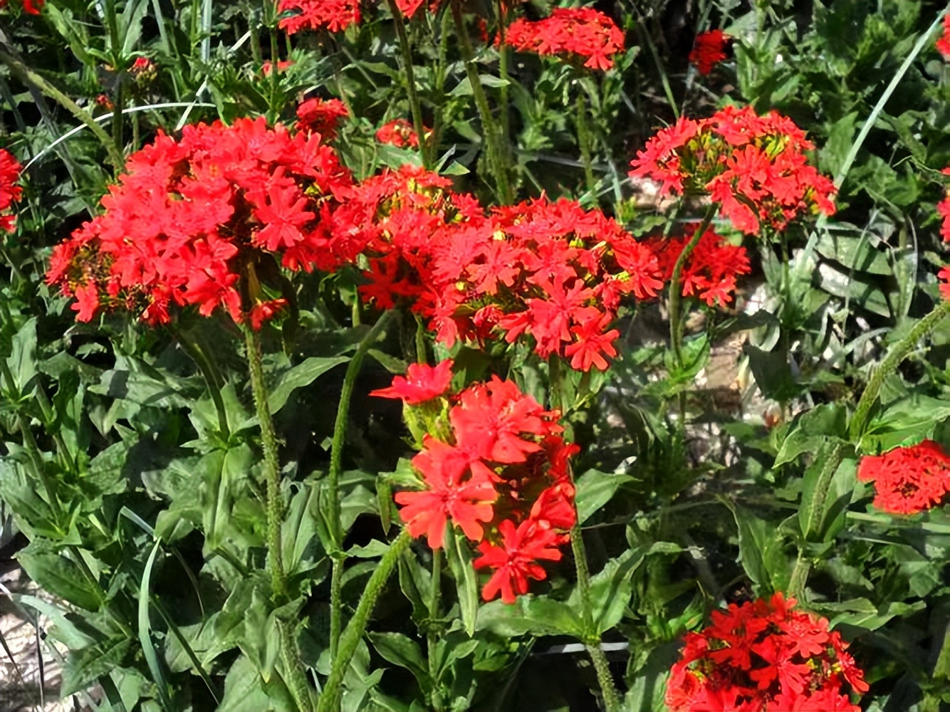 常觅春归不知处花田此地得逢君：栖云田园小镇·花间集