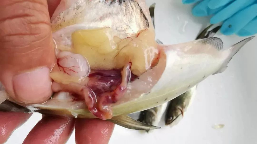 春季鱼瘟怎么处理,开春鱼瘟怎么预防效果好