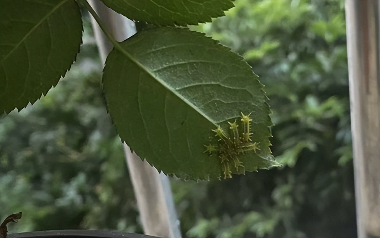 种的花被虫子啃了怎么办,海棠花有虫咬怎么办