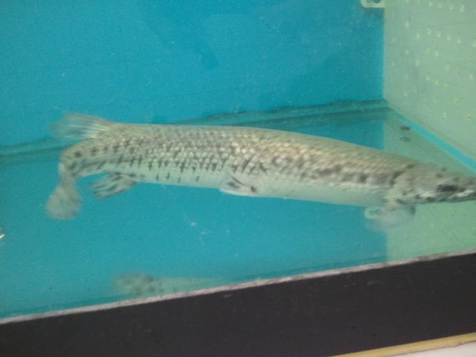 为什么鳄雀鳝能存活1亿年,捕捉一只鳄雀鳝有多难