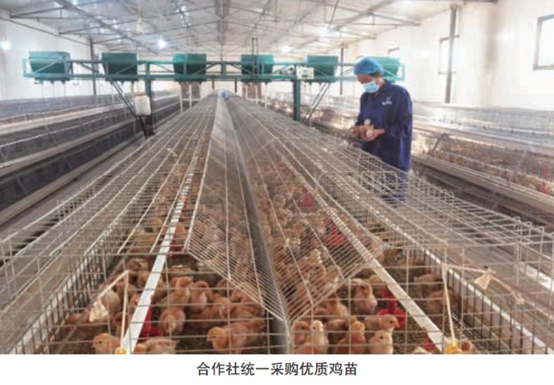 社企对接促发展统一服务稳增收——宁夏回族自治区固原市原州区彭堡镇宏科农民养殖专业合作社