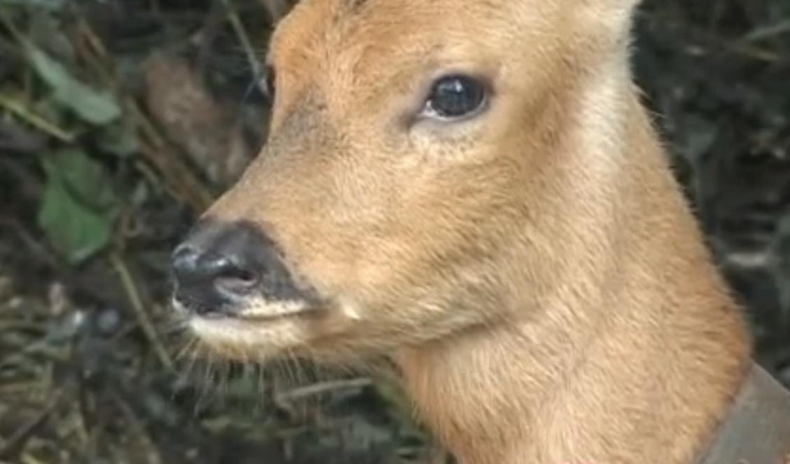 吉林男子野外捡鹿,吉林男子捡到小鹿