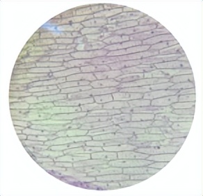 苏教版五年级科学刺激与反应ppt,2022苏教版五年级科学下册复习题