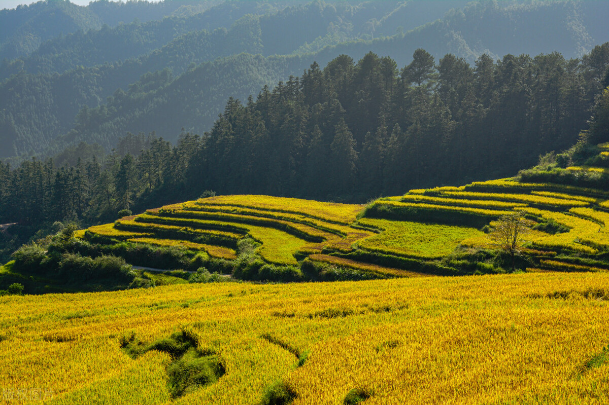 没钱别发愁男生版,没钱别发愁