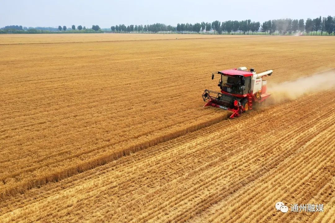 喜迎丰收！副中心助力“京字号”杂交小麦“留洋”