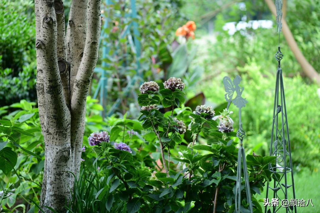 看到你的花园那么惨，我就安心了|园丁