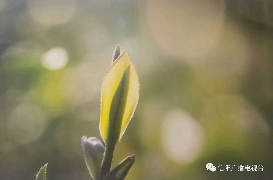 美翻天高清视频,美翻天