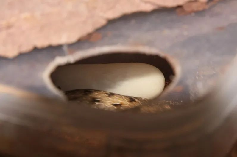 「原来欧洲有这么多种蛇？！」偷师卡塞尔的豢龙大师·下